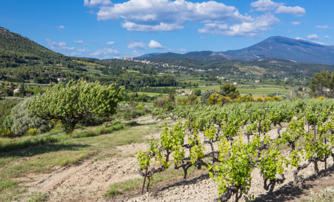 Vineyards of the Ventoux