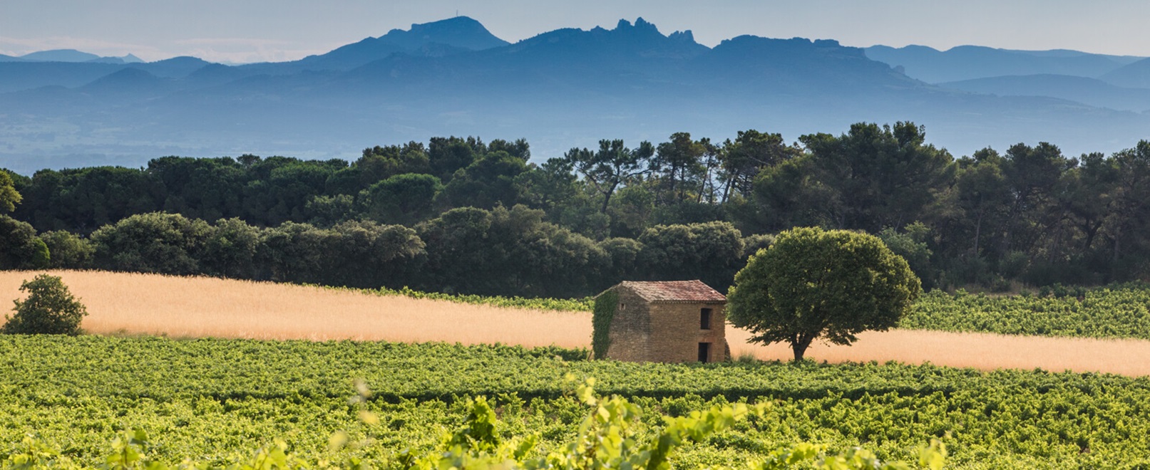 Chateauneuf-du-Pape-1622-g_kessler.jpg-1600px